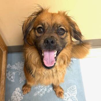 Ernie -  Mixed Breed Dog for Adoption in Greensburg, Pennsylvania - Ernie | PetCurious