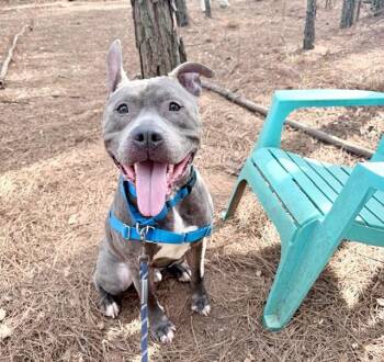 American Staffordshire Terrier and Mixed Breed Dogs Available for Adoption in Charlotte, North Carolina - WILBUR | PetCurious