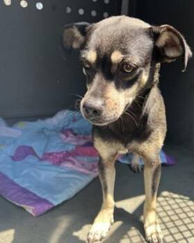 Rescue Chihuahua and Terrier Dogs for Adoption in El Segundo, California - ZOE | PetCurious