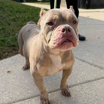 Tweetie -  English Bulldog and Pit Bull Terrier Dog for Adoption in Northbrook, Illinois - Tweetie | PetCurious