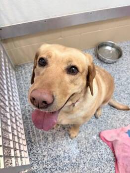 Portabella -  Labrador Retriever and Mixed Breed Dog for Adoption in Fort Collins, Colorado - Portabella | PetCurious