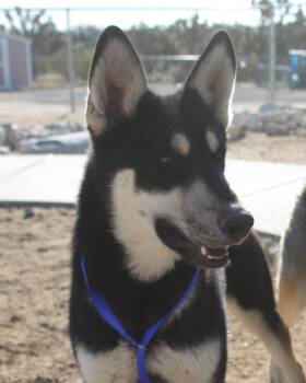 German Shepherd Dog and Husky Dogs Available for Adoption - Helga | PetCurious