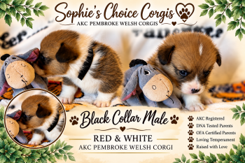 Rocky -  Pembroke Welsh Corgi Dog for Sale in Ocala, Florida - Rocky | PetCurious