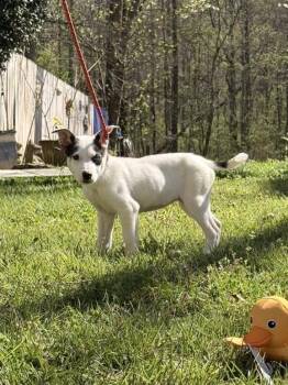Terrier and Labrador Retriever Dogs Available for Adoption in Locust Fork, Alabama - Cannoli | PetCurious