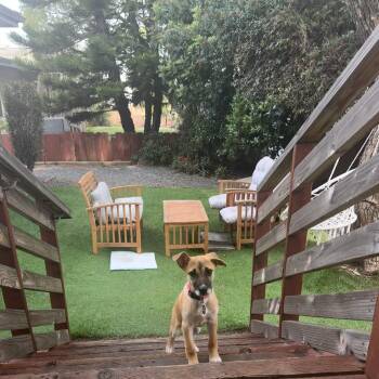 Shepherd and Whippet Dogs Available for Adoption - Cressi | PetCurious