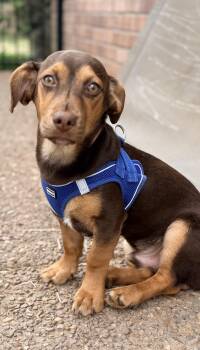 Dachshund Dogs Available for Adoption in Franklin, Tennessee - PUPPY SAMMY BOY | PetCurious
