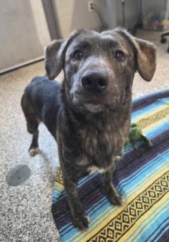 Siberian Husky and Mixed Breed Dogs Available for Adoption in Westland, Michigan - Mary | PetCurious