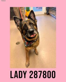 LADY -  German Shepherd Dog and Mixed Breed Dog for Adoption in Macon, Georgia - LADY | PetCurious