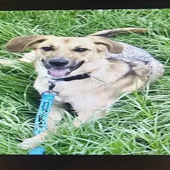 Rescue German Shepherd Dog Dogs for Adoption in Tampa, Florida - Daisy 3 | PetCurious