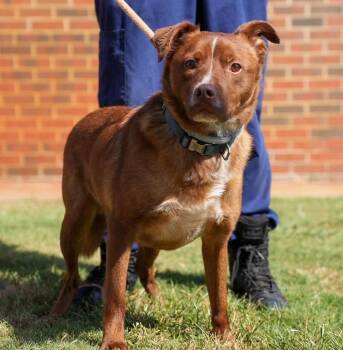 Brownie -  Australian Shepherd and Pit Bull Terrier Dog for Adoption in Stillwater, Oklahoma - Brownie | PetCurious