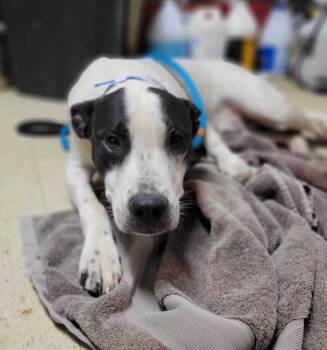 Rescue Great Pyrenees and Pit Bull Terrier Dogs for Adoption in Chillicothe, Ohio - Headless Horseman | PetCurious