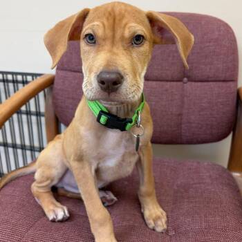 Forrest -  Hound and Mixed Breed Dog for Adoption in Greensboro, Georgia - Forrest | PetCurious