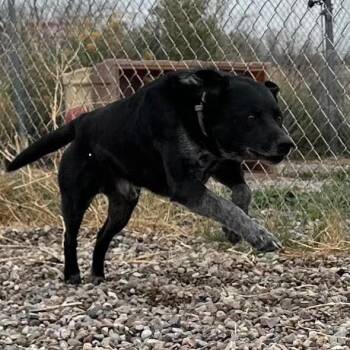 Wyatt -  Black Labrador Retriever and Australian Kelpie Dog for Adoption in Lander, Wyoming - Wyatt | PetCurious