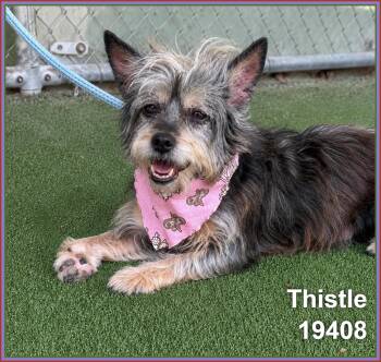 THISTLE -  Terrier and Cairn Terrier Dog Available for Adoption in Marietta, Georgia - THISTLE | PetCurious
