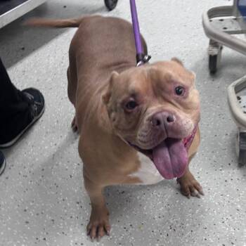 Trixie -  English Bulldog Dog for Adoption in Indianapolis, Indiana - Trixie | PetCurious