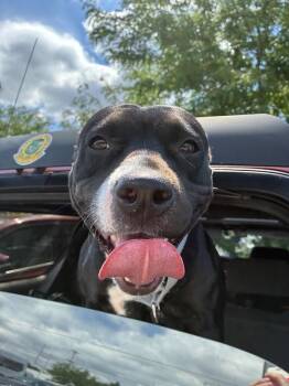 Julep -  Mixed Breed Dog for Adoption in Narberth, Pennsylvania - Julep | PetCurious