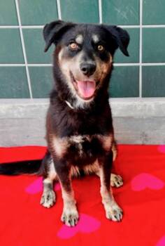 Rescue Labrador Retriever and Australian Shepherd Dogs for Adoption in Newport Beach, California - Jolene | PetCurious