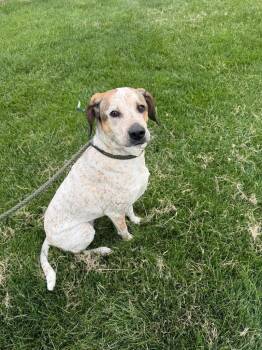 Hound and Australian Cattle Dog Blue Heeler Dogs Available for Adoption in Pierceton, Indiana - Laurel | PetCurious