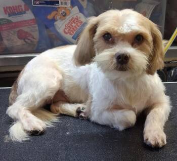 26-099 -  Lhasa Apso and Shih Tzu Dog for Adoption in Carrollton, Ohio - 26-099 | PetCurious