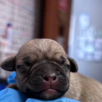 Mixed Breed Dogs Available for Adoption in Yuma, Arizona - Patricia | PetCurious