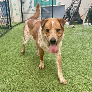 Rescue Australian Cattle Dog Blue Heeler Dogs for Adoption in Hurricane, Utah - Raz | PetCurious