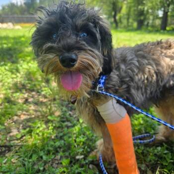 Ringo -  Havanese and Poodle Dog for Adoption in Wimberley, Texas - Ringo | PetCurious