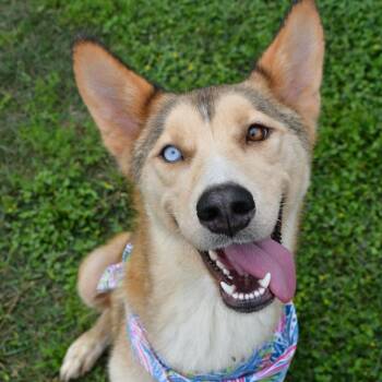 Shepherd and Husky Dogs Available for Adoption in Beaumont, Texas - Paprika | PetCurious