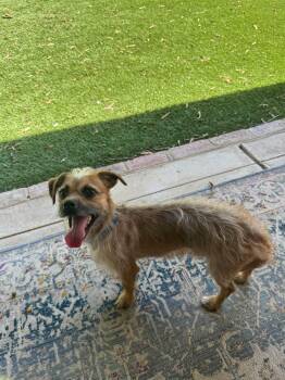 Bootstrap -  Mixed Breed and Chihuahua Dog for Adoption in Matthews, North Carolina - Bootstrap | PetCurious
