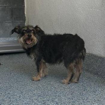 Eloise -  Terrier and Mixed Breed Dog for Adoption in Long Beach, California - Eloise | PetCurious