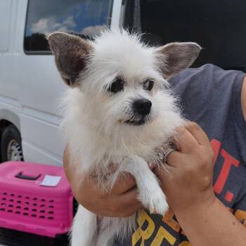 Pie 1514 -  Mixed Breed Dog for Adoption in Loxahatchee Groves, Florida - Pie 1514 | PetCurious