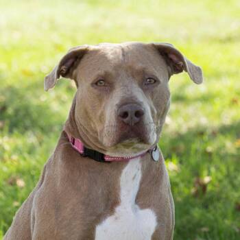 Henderson -  Mixed Breed Dog for Adoption in Dearborn, Michigan - Henderson | PetCurious