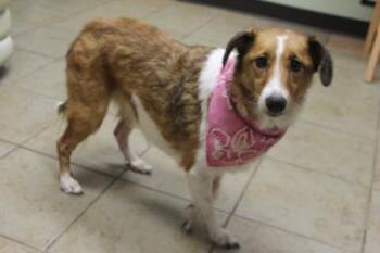 Stella (Dixie)(Chubby) -  Shetland Sheepdog Sheltie and Mixed Breed Dog for Adoption in Covington, Louisiana - Stella (Dixie)(Chubby) | PetCurious