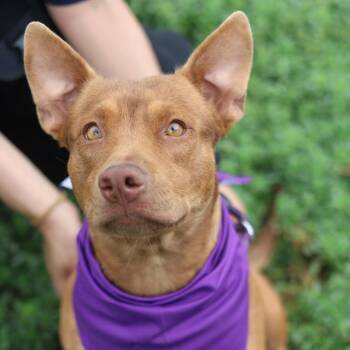 Terrier Dogs Available for Adoption in San Antonio, Texas - BETTY BOOP | PetCurious