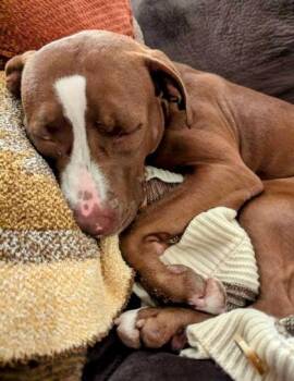 Rescue Mixed Breed Dogs for Adoption in Miamitown, Ohio - Tropic | PetCurious