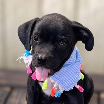Katseye -  Labrador Retriever and Mixed Breed Dog for Adoption in Boerne, Texas - Katseye | PetCurious