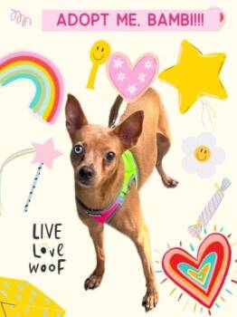 Rescue Miniature Pinscher and Chihuahua Dogs for Adoption in Sunrise, Florida - Bambi | PetCurious
