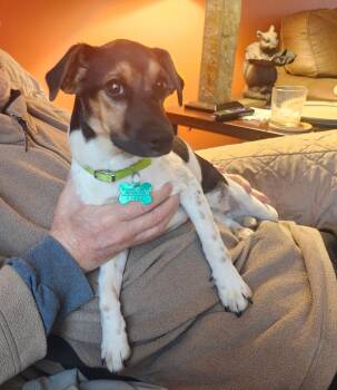 Terrier Dogs Available for Adoption in Aurora, Illinois - Wilhelmina | PetCurious