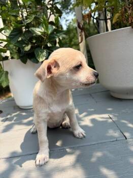 Jolene -  Terrier Dog for Adoption - Jolene | PetCurious