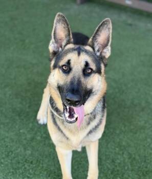King -  German Shepherd Dog Dog for Adoption in Sacramento, California - King | PetCurious