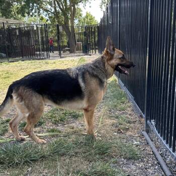 German Shepherd Dog Dogs Available for Adoption in Pleasanton, California - Bronwyn - ECAS | PetCurious