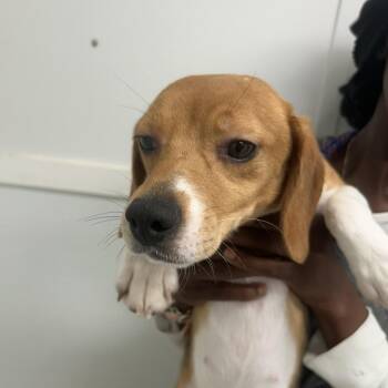 Biscuit Queen 2495 -  Beagle Dog for Adoption in Loxahatchee Groves, Florida - Biscuit Queen 2495 | PetCurious