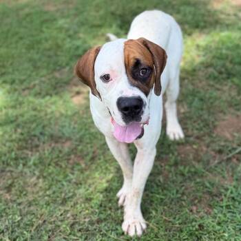 Goober -  Bulldog Dog for Adoption - Goober | PetCurious