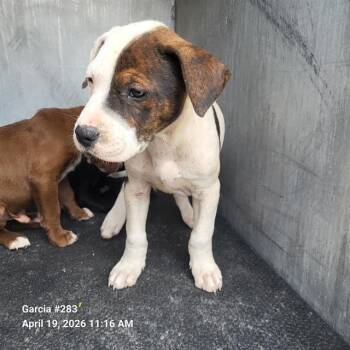 American Staffordshire Terrier Dogs Available for Adoption in San Antonio, Texas - MARKUS | PetCurious