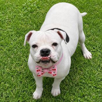 Cherry -  American Bulldog and Mixed Breed Dog for Adoption in Binghamton, New York - Cherry | PetCurious