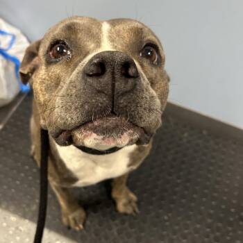Gucci -  Pit Bull Terrier Dog for Adoption in Saint Joseph, Missouri - Gucci | PetCurious