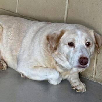 Yellow Labrador Retriever and Mixed Breed Dogs Available for Adoption in Tyrone, Georgia - Sunshine 05-1115 | PetCurious