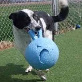 Cattle Dog and Border Collie Dogs Available for Adoption in Richmond Hill, Ontario - Shamus | PetCurious