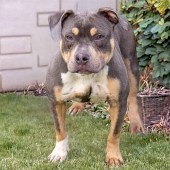 Pit Bull Terrier and Mixed Breed Dogs Available for Adoption in St. Louis, Missouri - KIWI | PetCurious