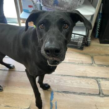 Great Dane and Mixed Breed Dogs Available for Adoption in Edinburg, Texas - Brielle | PetCurious