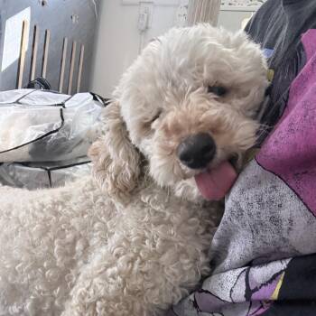 Ms. Fluffy Maddy -  Miniature Poodle and Bichon Frise Dog for Adoption in Ridgefield, Washington - Ms. Fluffy Maddy | PetCurious